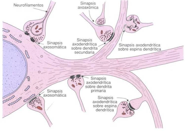 Tipos de Sinapsis